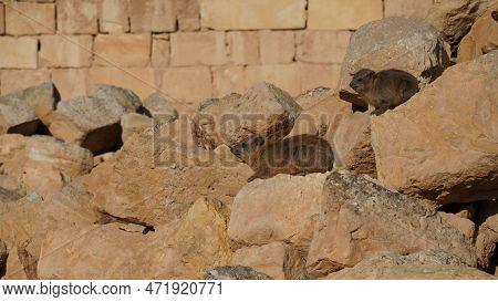 Rock Hyraxes Sunbathing In Early Morning. Cute Animals
