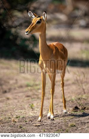Female Common Impala Stands Sidelit Watching Camera