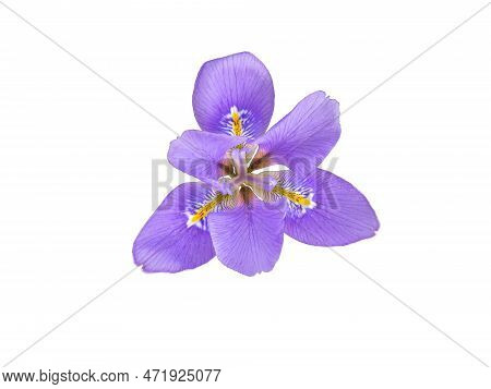 Iris Unguicularis ,iris Stylosa Or Algerian Iris Purple With Yellow Bands Fragrant Flower Isolated T
