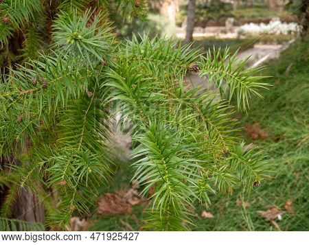Cunninghamia Lanceolata Or Chinese Fir Conifer Tree In The Cypress Family, Cupressaceae. Spiral Leaf