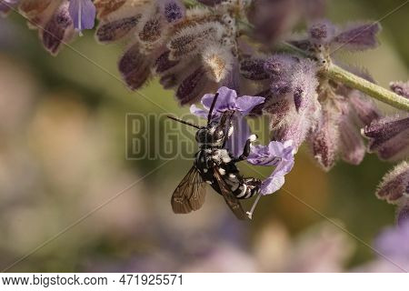 Natural Closeup On A Black And White Mediterranean Cuckoo Bee, Thyreus Species On A Purpel Flower