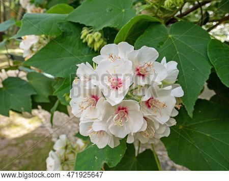 Dombeya Burgessiae Or Rosemound Plant Brunch With White Flowers Closeup.