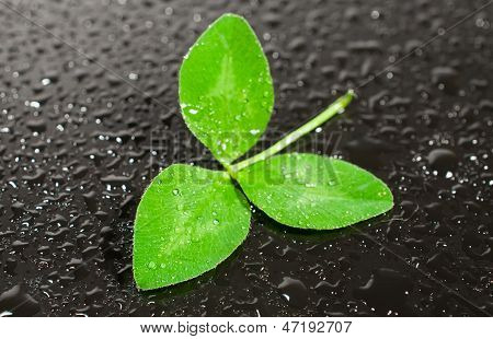 โคลใบไม้ trifoliate ในหยดน้ำ