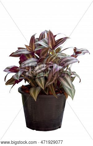 Purple And White Leaf Of Tradescantia Zebrina Bosse, Silvery Wandering Jew Or Silver Inch Plant Grow