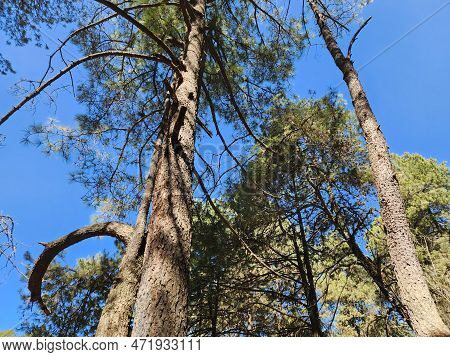 Trunks With Branches And Foliage In A Temperate Forest Area, View From Below