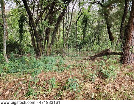 Trees With Foliage In An Area Of ​​temperate Climate Forest, In Tenango, Mexico