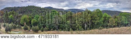 Trees With Foliage In An Area Of ​​temperate Climate Forest, In Tenango, Mexico