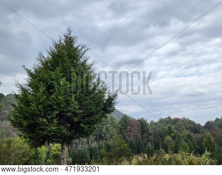 Tree With Foliage In An Area Of ​​temperate Climate Forest, In Tenango, Mexico