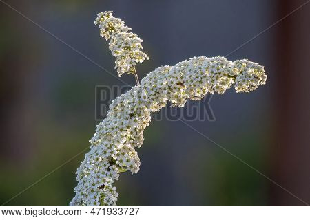 Spiraea White Early Spring Flower In The Garden Design.