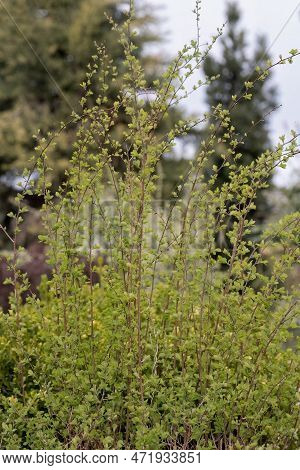 Spiraea Green Leaves Early Spring Flower In The Garden Design.