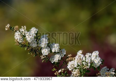 Spiraea White Early Spring Flower In The Garden Design.