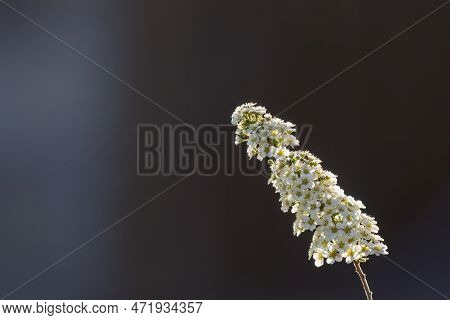 Spiraea White Early Spring Flower In The Garden Design.