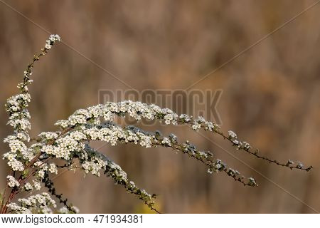 Spiraea White Early Spring Flower In The Garden Design.