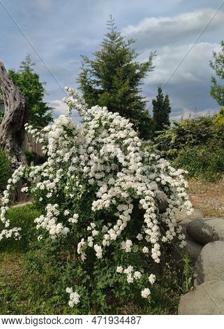 Spiraea White Early Spring Flower In The Garden Design.