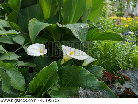 Zantedeschia Aethiopica Or Calla Aethiopica White Flower.