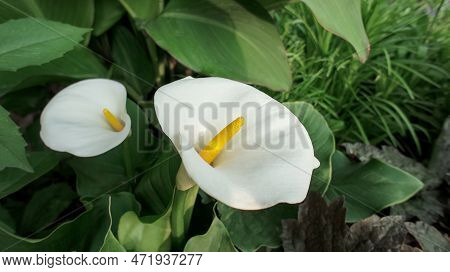 Zantedeschia Aethiopica Or Calla Aethiopica White Flower.