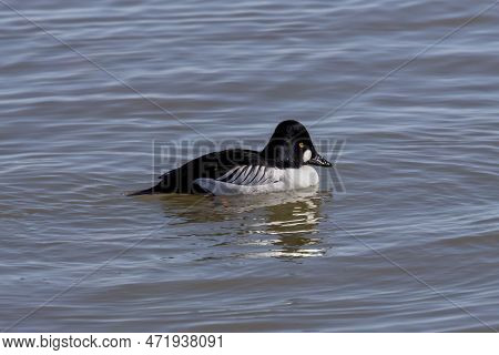 The Common Goldeneye (bucephala Clangula), Drake On The River.