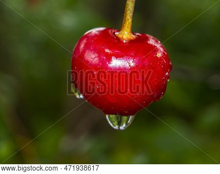 Red Cherry Fruit Berry With Rain Water Drops. Orchard. Gardening. Summer Season. Place For Text. Adv