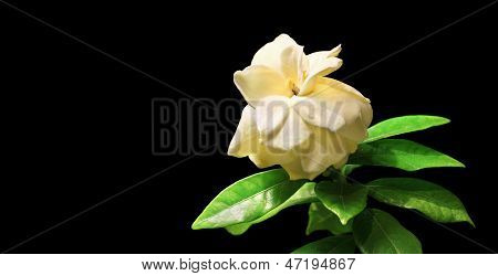 Gardenia