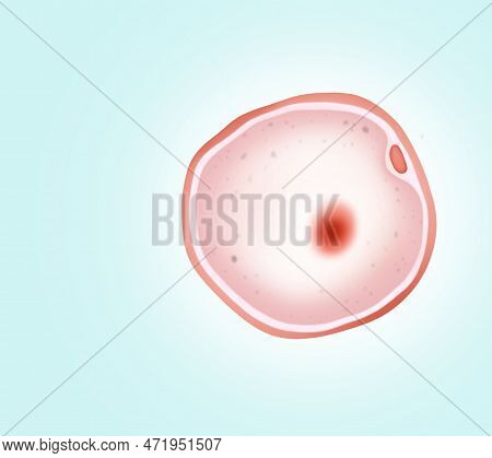 Ovum (egg Cell) On Light Background, Illustration