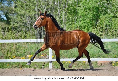 Zatoka troting rasa konia na manege