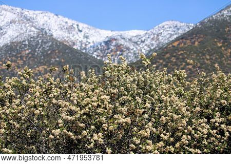 Buckwheat Plant Flower Blossoms During Spring On A Chaparral Woodland With Snowcapped Mountain Peaks