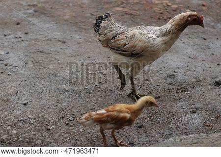 Chick And Mother In The Same Footwork