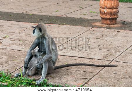 หนุมาน langur