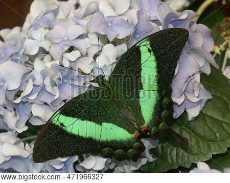 Natural Colorful Closeup On The Tropical Green Banded Peacock Butterfly, Papilio Palinurus, Sitting 