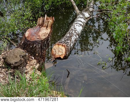Big Birch Tree Trunk With Beaver Activity Damage And Signs On Wood Trunk From Teeth. Tree Cut By Bea