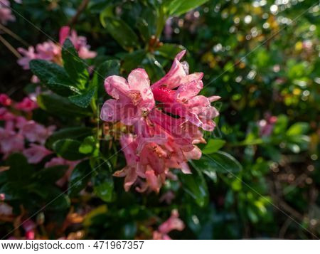 Close-up Shot Of The Tall Shrub - Alpenrose, Snow-rose Or Rusty-leaved Alpenrose (rhododendron Ferru