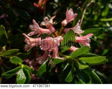 Close-up Shot Of The Tall Shrub - Alpenrose, Snow-rose Or Rusty-leaved Alpenrose (rhododendron Ferru