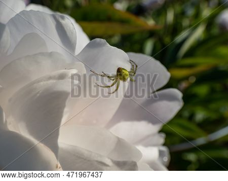 Close-up Shot Of The Cucumber Green Spider (araniella Cucurbitina) On A White Peony Flower Petal In 