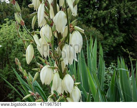Adam's Needle And Thread, Common Yucca, Spanish Bayonet And Spoon-leaf Yucca (yucca Filamentosa) Flo
