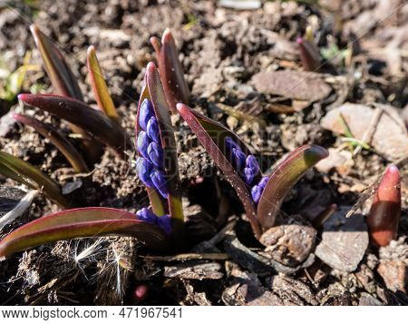 Close-up Shot Of The Spring's Early Bloomer - The Glory Of The Snow (chionodoxa Sardensis) With Emer