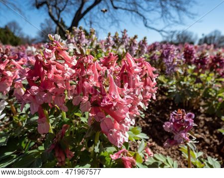 Close-up Shot Of The Fumewort Or Bird-in-a-bush (corydalis Solida) Flowering With Narrow, Long-spurr