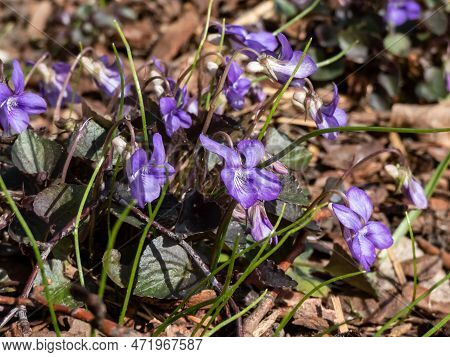 Alpine, American Dog Or Labrador Violet (viola Labradorica) 'purpurea' With Purple, Heart-shaped Lea