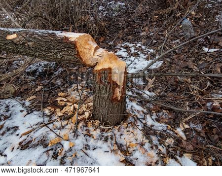 Big, Birch Tree Trunk With Beaver Activity Damage And Signs On Wood Trunk From Teeth. Tree Cut By Be