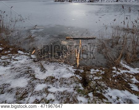 View Of A Lake With Frozen Surface And Hole In Ice With Visible Signs Of Beaver With Tree Trunks Wit