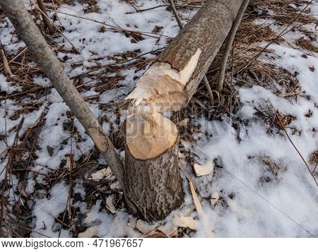 Big Tree Trunk With Beaver Activity Damage And Signs On Wood Trunk From Teeth. Tree Cut By Beaver Fa