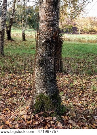 Big, Growing Tree Wrapped With Metal Wire Fence Like A Protection From Beaver Damage In A Park. Tree