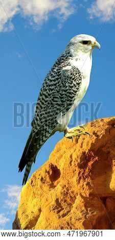 Gyrfalcon Latin Name Falco Rusticolus Perched On A Rock Phone Case