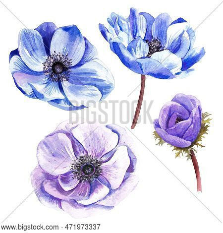 Purple Anemone Buds On A White Background. Bloom. Watercolor Illustration.