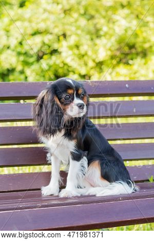 Tricolor Dog On Bench. Cavalier King Charles Spaniel In Park. Puppy Spaniel, Small Dog Lies On Brown