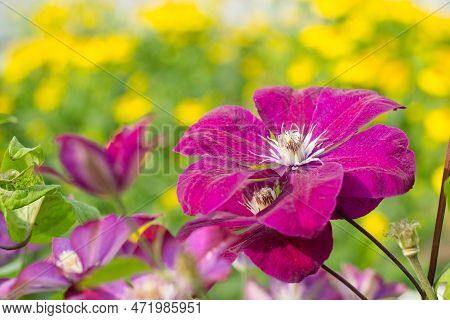 Clematis Rouge Cardinal In Garden Among Yellow Flowers