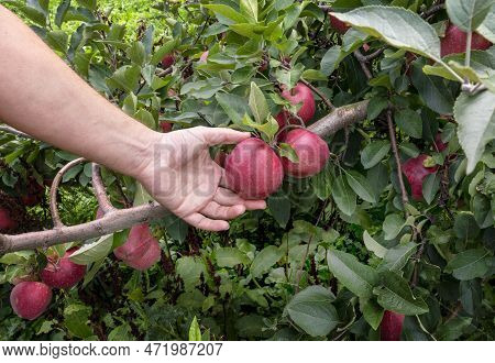 Gardeners Hand Picking Red Apple From Tree. Apple Orchard, Harvest Time.