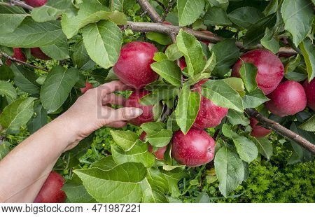 Gardeners hand picking green apple from tree. Apple orchard, harvest time. Red ripe apples on apple tree. Harvesting time