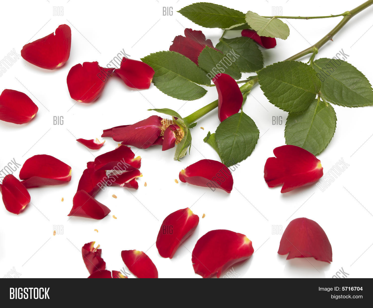 Broken Rose Image & Photo (Free Trial) Bigstock