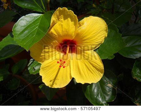 Yellow Flower in the Sun