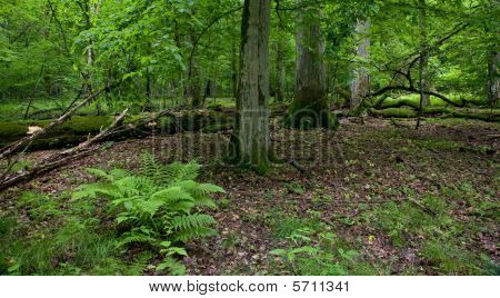 ขาตั้งของวนอุทยาน Bialowieza กับโอ๊กหักนอน